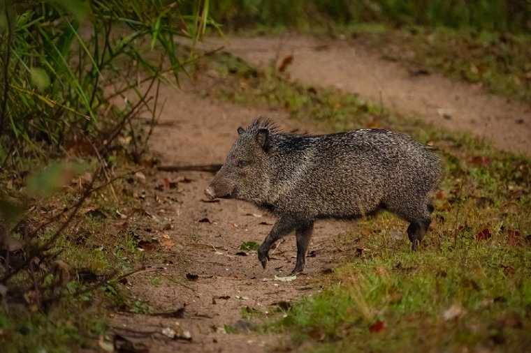 143 Zuid Pantanal, halsbandpekari.jpg